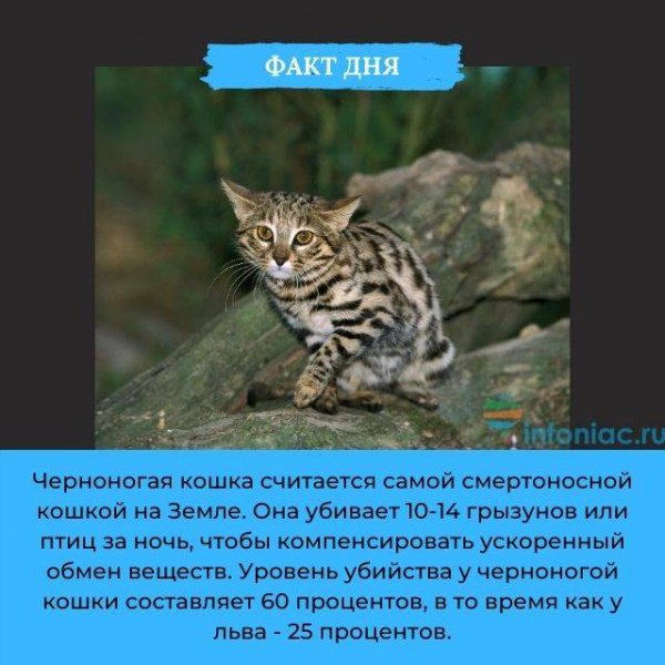 Факт дня