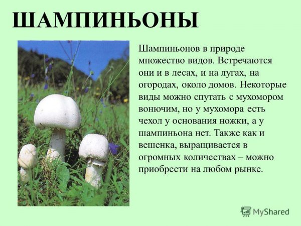 Шампиньоны
