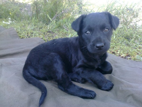 Тайсон(Блек)