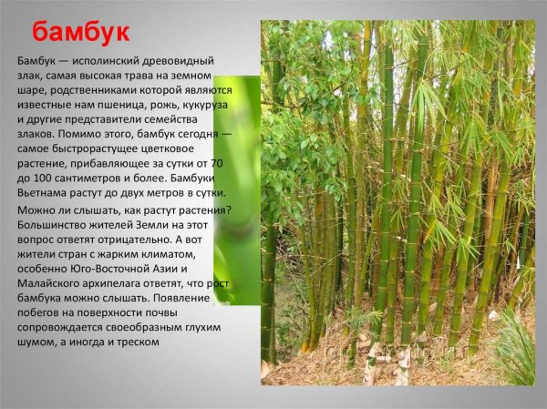 Бамбук