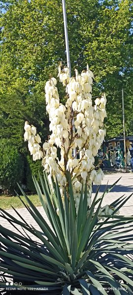 Анапа.Юкка на набережной