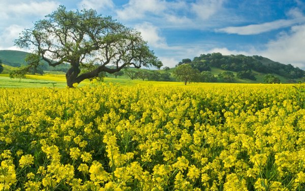 Pole-trava-tsvetyi-derevya