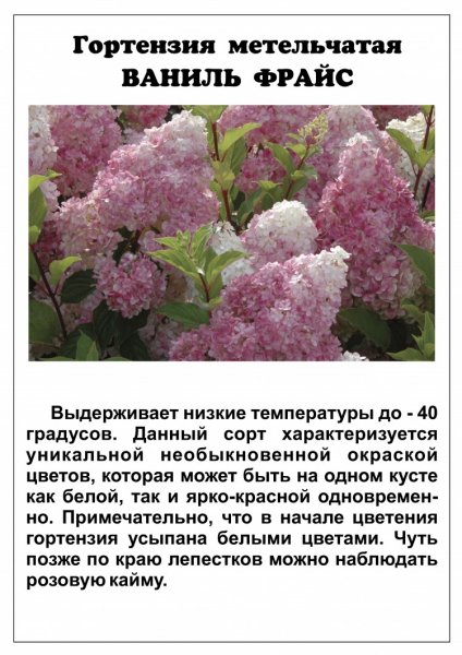 Ваниль Фрайс