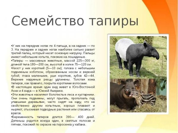 Семейство тапиры