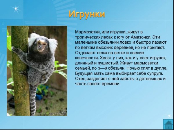 Игрунки