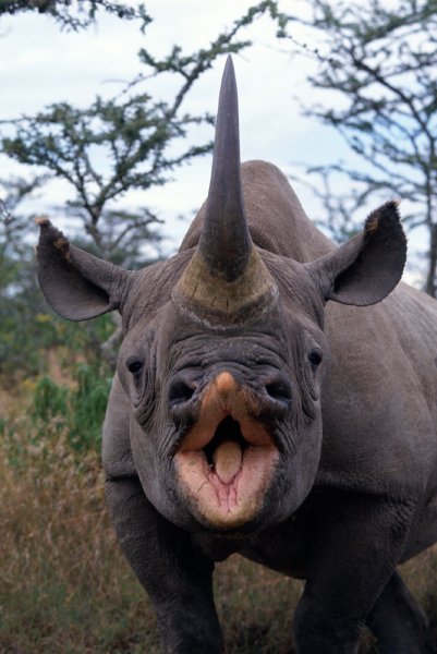 pics