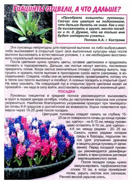 Гиацинты