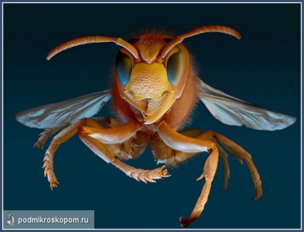 evropejskij-shershen