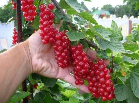 Повышаем урожай