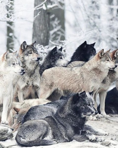 Wolve emi~p~C2NFcmvo2H ~1