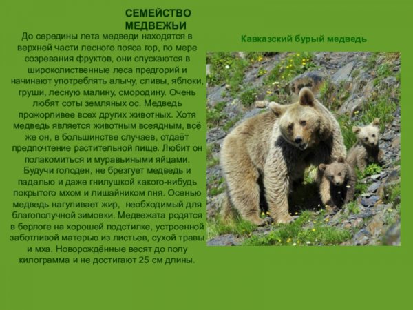 Кавказский бурый медведь