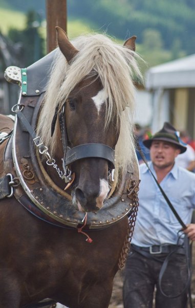 Вот это мощь! Horses love