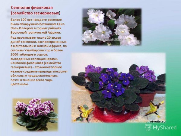 Сенполия фиалковая