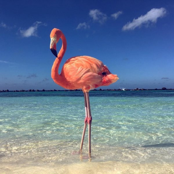 Фламинго на взморье