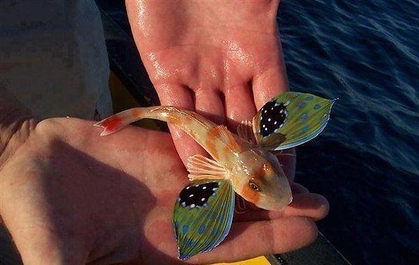 Рыба бабочка