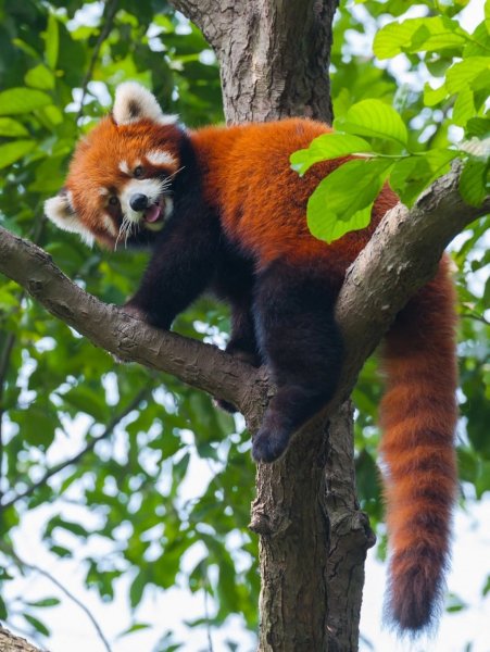 Красная Панда