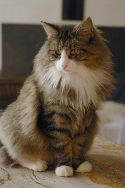 Норвежская лесная кошка