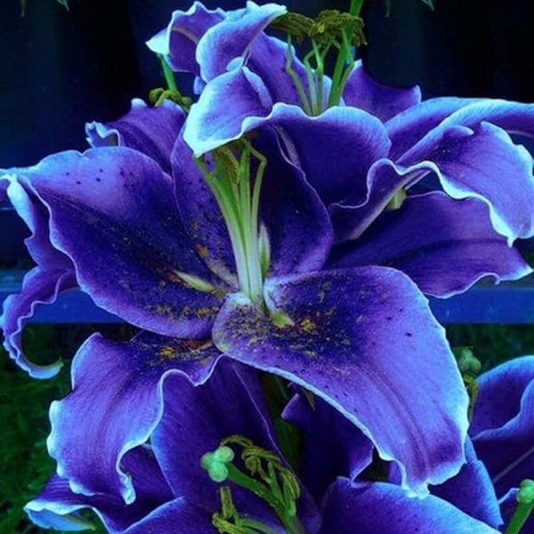 71g7PJk8lzL. AC UL800 QL65