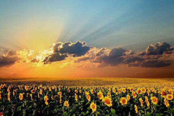 Photo-field-of-sunflowers