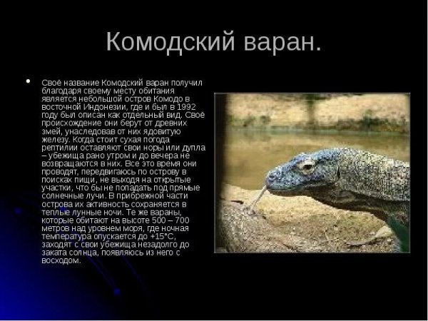 Комодский варан