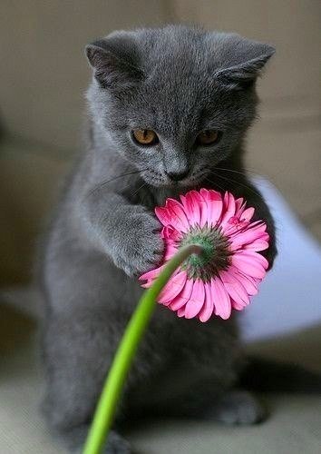 Котенок