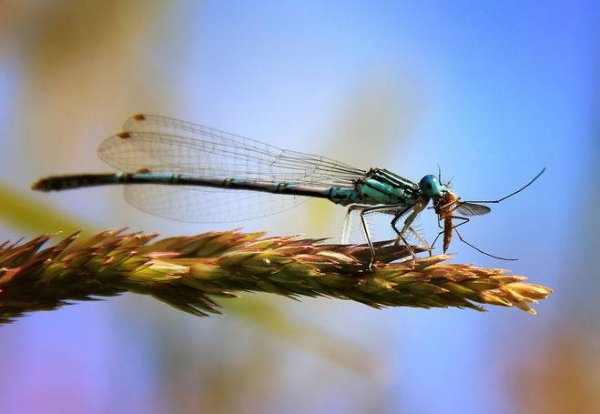 Кто-питается-комарами-и-личинками-комаров