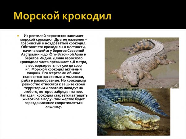 Морской крокодил