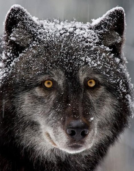 Альфа-самец