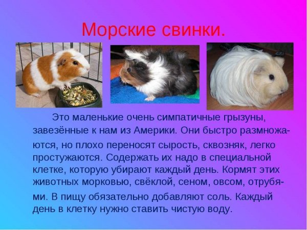 Морские свинки