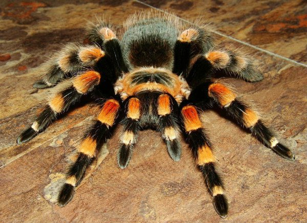 Черно оранжевый паук птицыед