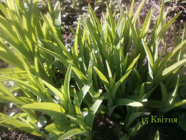 15 Квітня