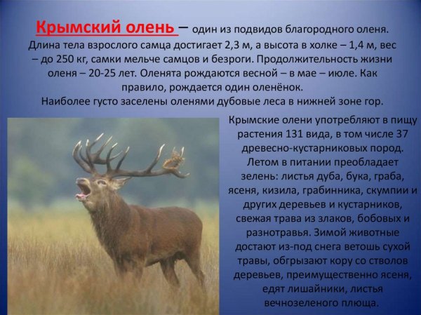 Крымский олень