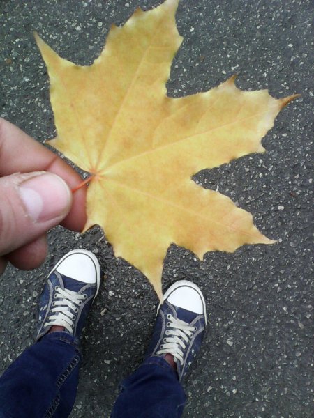 IMG 20170915 Кеды