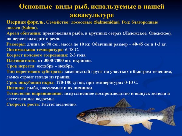 Озёрная форель