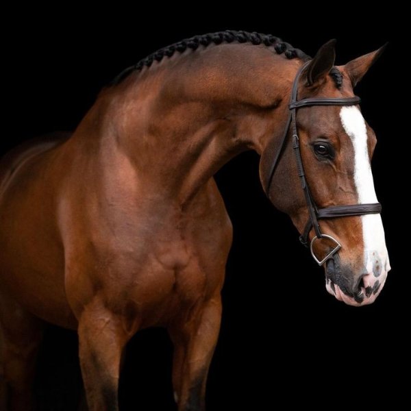 MEDIA #OF HORSE