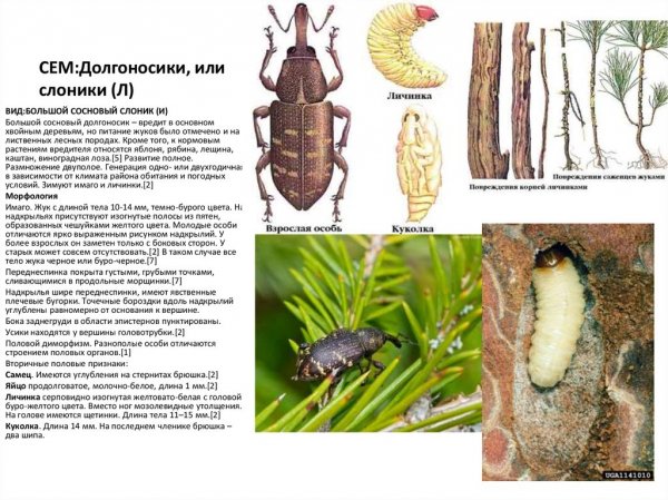 Долгоносики