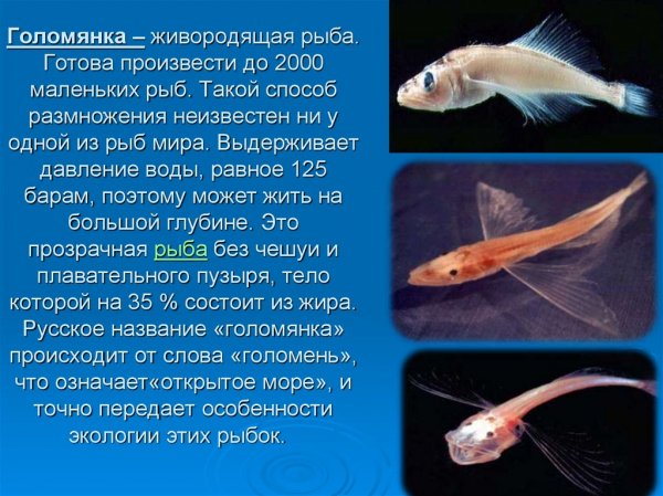 Голомянка