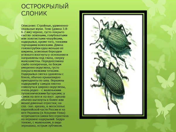 Острокрылый слоник