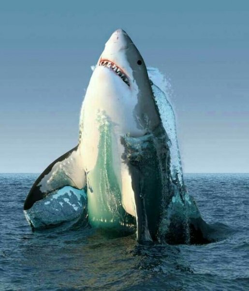 Белая акула!Повелитель морей