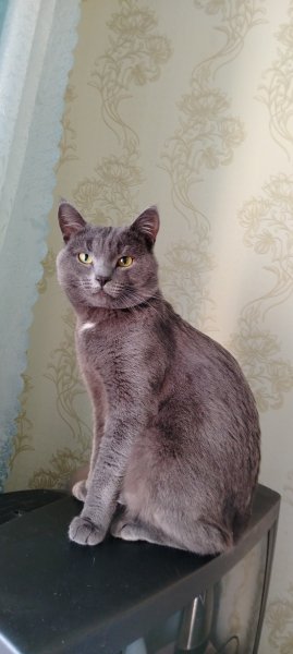 Барсик утром накормленый и поглаженый