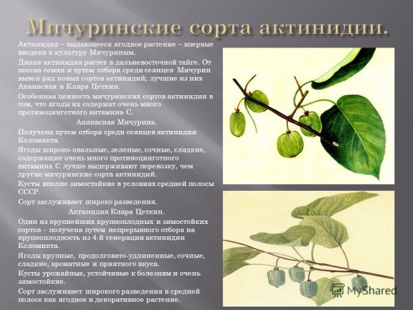 Мичуринские сорта актинидии