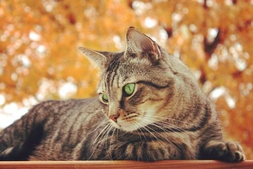 4ccf577a143cec17ed34a63ca7c9fa4f