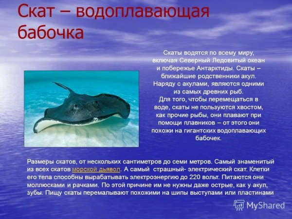 Скат
