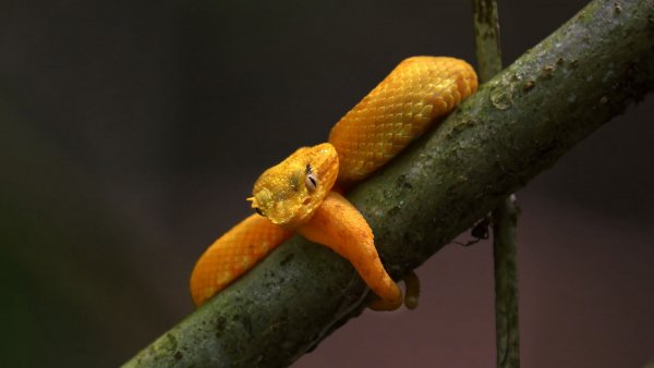 Gadiuka zmeia reptiliia 1332923