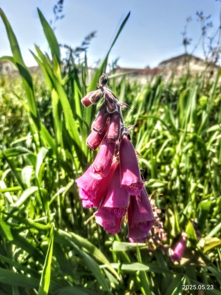 Колокольчики