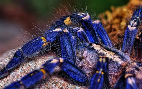 Синий паук птицыед