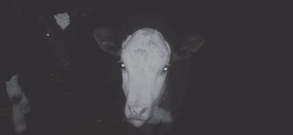 любитель.парного.молочка