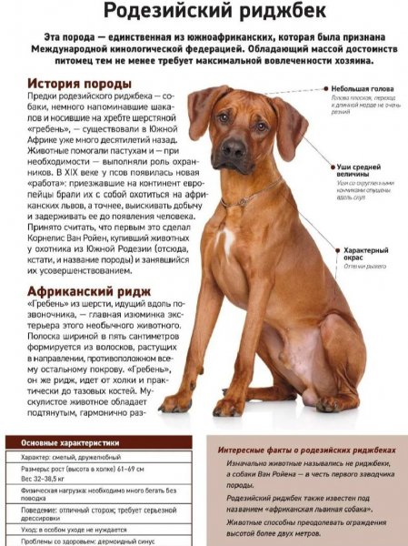 Родезийский риджбек