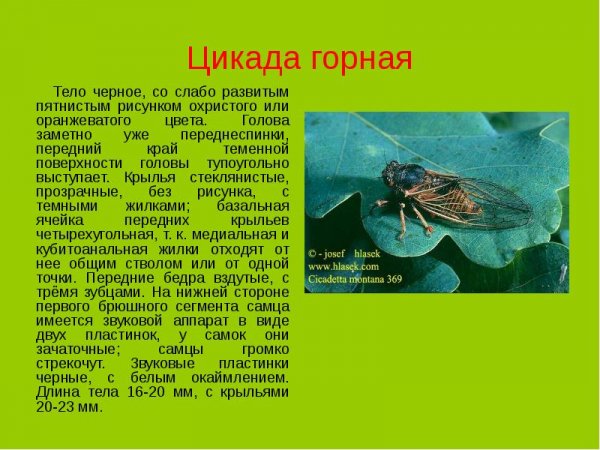 Цикада горная