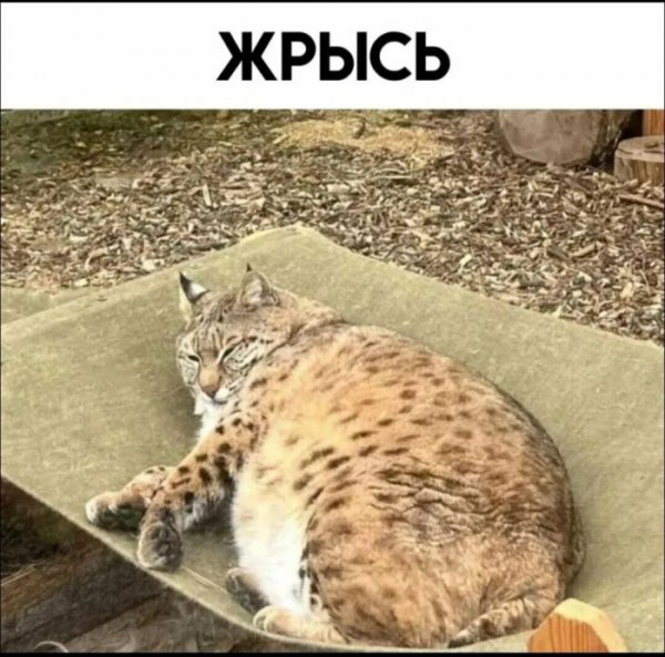 )